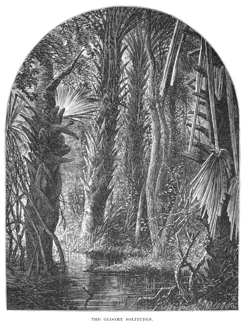 Florida: Swamp. /Nthe Gloomy Solitudes. Wood Engraving, 19Th Century. Poster Print by Granger Collection - Item # VARGRC0082413