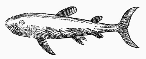 Shark, 16Th Century. /Nwoodcut, French, 16Th Century. Poster Print by Granger Collection - Item # VARGRC0096523 Shark, 16Th Century. /Nwoodcut, French, 16Th Century. Poster Print by Granger Collection - Item # VARGRC0096523