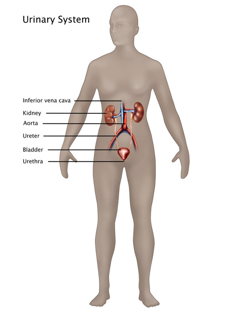 Female Urinary System Poster Print by Gwen Shockey/Science Source