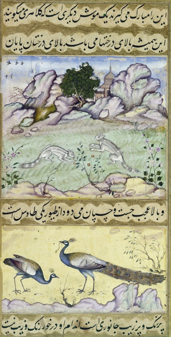 Baburnama, C1595. /Nsquirrels And Peacocks. Manuscript Illumination From The Baburnama, Persian, C1590. Poster Print by Granger Collection - Item # VARGRC0119718