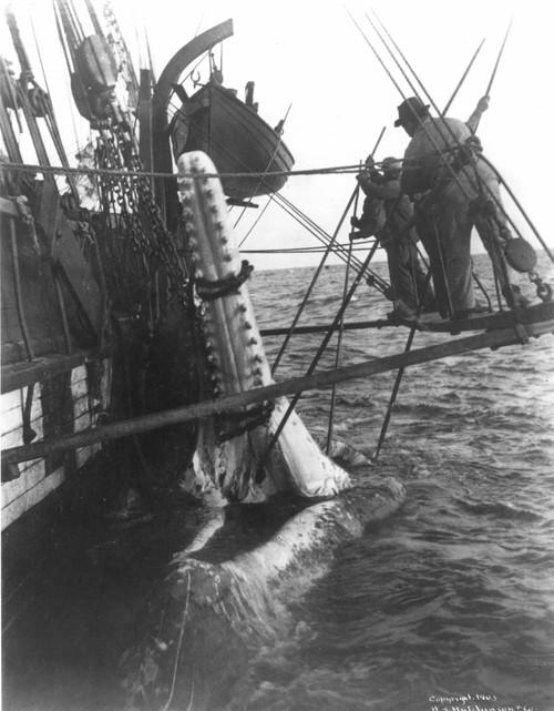 Whaling, 1903. /N'Cutting In' A Sperm Whale Off The Coast Of New Bedford, Massachusetts. Photograph, 1903. Poster Print by Granger Collection - Item # VARGRC0049722