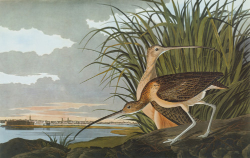 Audubon: Curlew. /Nlong-Billed Curlew (Numenius Americanus), With A View Of Charleston Harbor, South Carolina. Engraving After John James Audubon For His 'Birds Of America,' 1827-38. Poster Print by Granger Collection - Item # VARGRC0326790