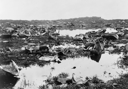 Galapagos Islands, 1903. /Nremains Of Tortoises Killed By Hunters, Galapagos Islands, Ecuador. Photograph, C1903. Poster Print by Granger Collection - Item # VARGRC0111591