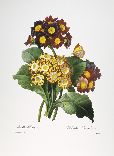 アート・デザイン・音楽 REDOUTE'S ROSES Redoute: Roses, 1833. /Nyellow Rose (Rosa Lutea Maxima) And