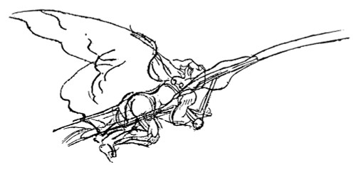 Leonardo: Ornithopter. /Nleonardo Da Vinci'S Drawing, C1487, Of A Prone Ornithopter With Pilot'S Legs Moving Together And Wings Hand-Operated On The Upstroke. Poster Print by Granger Collection - Item # VARGRC0015993