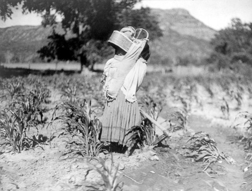 Apache Woman & Child, C1906. /Nan Apache Woman Hoeing Rows Of Corn, Carrying An Infant In A Cradleboard With A Large Visor. Photograph By Edward Curtis, C1906. Poster Print by Granger Collection