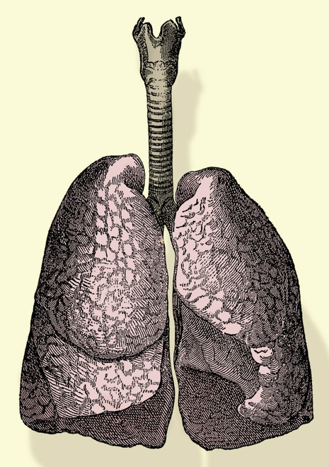 Human Lungs Poster Print by Science Source - Item # VARSCIBJ5641