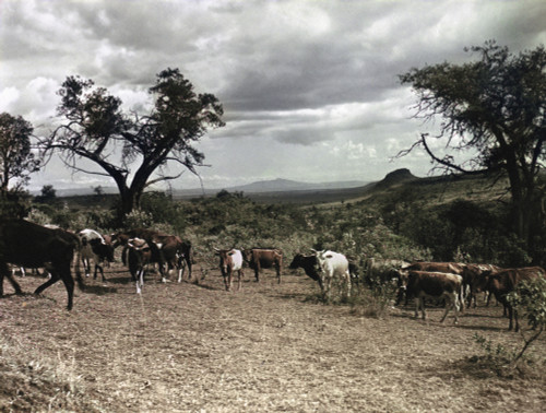 Kenya: Cattle, 1936. /Ncattle In A Clearing In The Rift Valley Near Lake Naivasha, Kenya. Photographed In 1936. Poster Print by Granger Collection - Item # VARGRC0124062