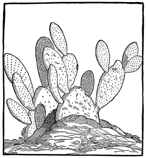 Cactus: Opuntia, 1606. /Nwest Indian Opuntia Cactus. Woodcut From Giovanni Battista Ramusio'S 'Delle Navigazioni E Viaggi,' Venice, Italy, 1606. Poster Print by Granger Collection - Item # VARGRC0370773