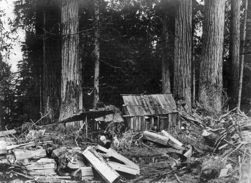 Lumber Camp, C1902. /Ncedar Bark Cabin In A Lumbering Camp In Washington State. Photograph, C1902. Poster Print by Granger Collection - Item # VARGRC0124413