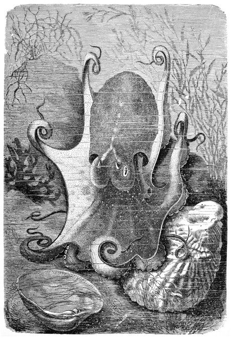 Octopus. /Nline Engraving, Late 19Th Century. Poster Print by Granger Collection - Item # VARGRC0081973 Octopus. /Nline Engraving, Late 19Th Century. Poster Print by Granger Collection - Item # VARGRC0081973
