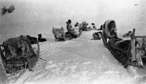 Peary Expedition, C1908. /Ndogsled Teams During An Expedition To Find The North Pole. Photograph By Matthew Henson, C1908. Poster Print by Granger Collection - Item # VARGRC0175558