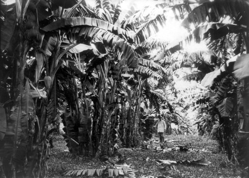 Cuba: Banana Grove, C1917. /Na Man Standing In The Middle Of A Banana Grove In Cuba. Photograph, C1917. Poster Print by Granger Collection - Item # VARGRC0118570