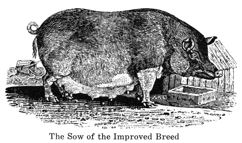 Swine, 19Th Century. /N'The Sow Of The Improved Breed.' Wood Engraving, English, Early 19Th Century. Poster Print by Granger Collection - Item # VARGRC0034374