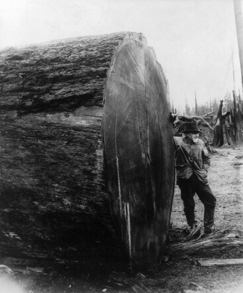 Lumberjack, 1907. /Nan Old Lumberjack Leaning Against A Giant Sequoia Log, Northern California. Photograph, 15 April 1907. Poster Print by Granger Collection - Item # VARGRC0118586