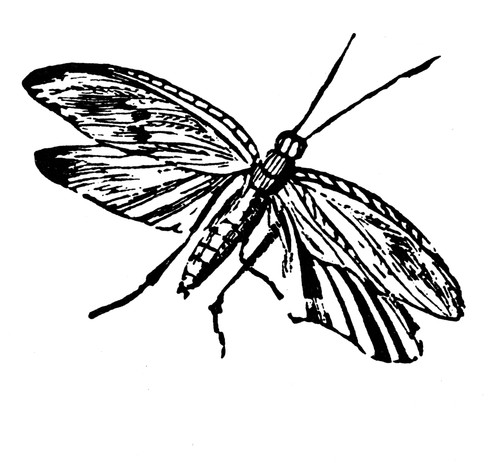 Flying Insect. /Nwood Engraving, Early 19Th Century, By Thomas Bewick. Poster Print by Granger Collection - Item # VARGRC0082445