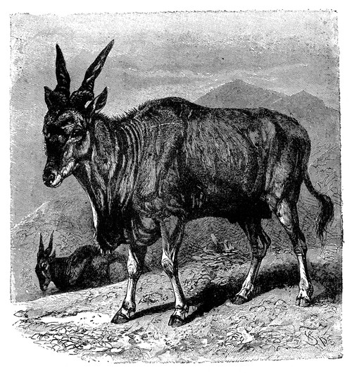 Eland. /Nwood Engraving, American, 19Th Century. Poster Print by Granger Collection - Item # VARGRC0082383