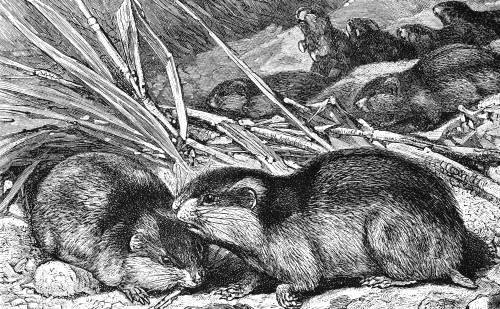 Norwegian Lemmings. /Nwood Engraving, 19Th Century. Poster Print by Granger Collection - Item # VARGRC0028206