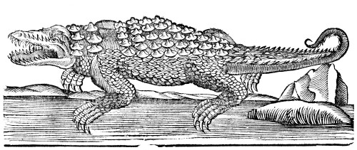 Crocodile. /Nwoodcut, French, 16Th Century. Poster Print by Granger Collection - Item # VARGRC0081959