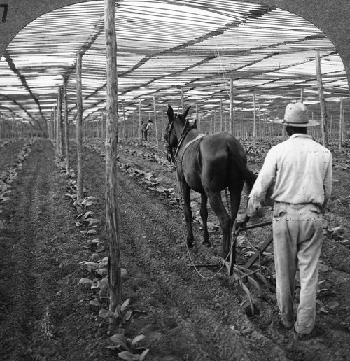 hail and cotton tobacco Hail & Cotton, Inc. - Springfield, TN