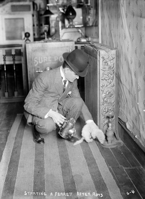 New York: Rat Catcher, C1910. /Na Rat Catcher Setting A Ferret After Rats In A New York City Building. Photograph, C1910. Poster Print by Granger Collection - Item # VARGRC0323431