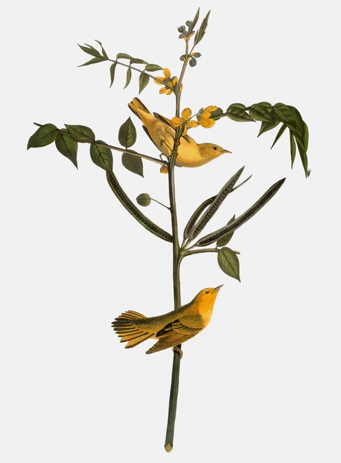 Audubon: Warbler. /Nyellow, Or Children'S, Warbler (Setophaga Petechia, Formerly Dendroica Petechia), After John James Audubon For His 'Birds Of America,' 1827-38. Poster Print by Granger Collection - Item # VARGRC0007595 Audubon: Warbler. /Nyellow, Or Children'S, Warbler (Setophaga Petechia, Formerly Dendroica Petechia), After John James Audubon For His 'Birds Of America,' 1827-38. Poster Print by Granger Collection - Item # VARGRC0007595