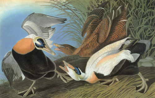 Audubon: Eider. /Ncommon Eider, Or Eider Duck (Somateria Mollissima). Engraving After John James Audubon For His 'Birds Of America,' 1827-38. Poster Print by Granger Collection - Item # VARGRC0325342