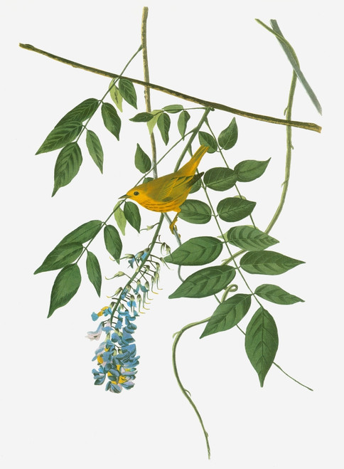 Audubon: Warbler. /Nyellow Warbler (Setophaga Petechia, Formerly Dendroica Petechia). Engraving After John James Audubon For His 'Birds Of America,' 1827-38. Poster Print by Granger Collection - Item # VARGRC0351663