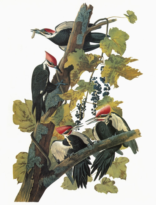 Audubon: Woodpecker. /Npileated Woodpecker (Dryocopus Pileatus). Engraving After John James Audubon For His 'Birds Of America,' 1827-38. Poster Print by Granger Collection - Item # VARGRC0351341