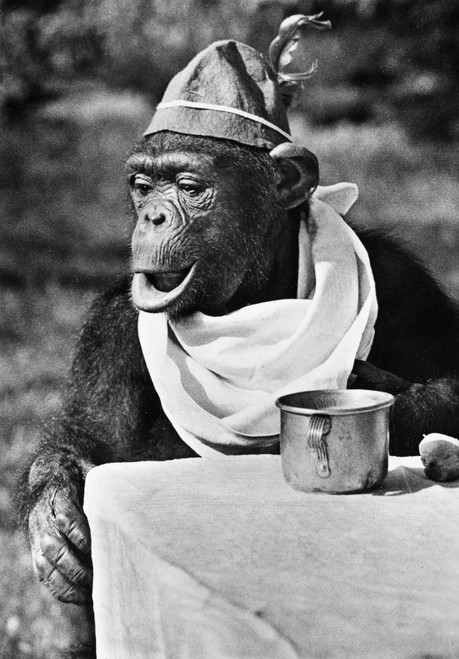 Chimpanzee. /Nphotographed 20Th Century. Poster Print by Granger Collection - Item # VARGRC0101815