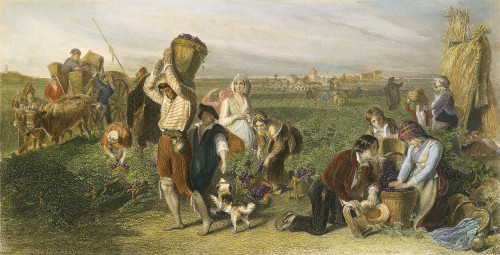 Wine Harvest, 19Th Century. /Nin The South Of France: Colored Engraving. Poster Print by Granger Collection - Item # VARGRC0033181