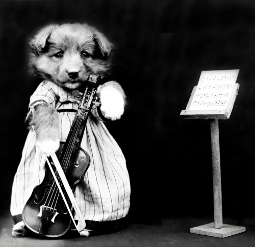 The Fiddler, 1914 Poster Print by Science Source - Item # VARSCIJB6430