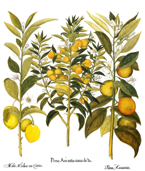 Citron And Orange, 1613. /Ncitron (Citrus Medica); Seville Orange (Citrus Aurantium) And Orange (Citrus Aurantium): Engraving For Basilius Besler'S Florilegium, Printed In Nuremberg In 1613. Poster Print by Granger Collection - Item # VARGRC0039874