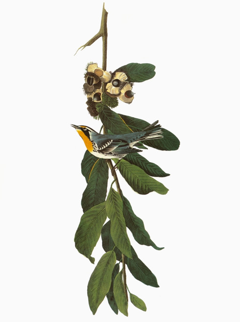 Audubon: Warbler. /Nyellow-Throated Warbler (Setophaga Dominica, Formerly Dendroica Dominica). Engraving After John James Audubon For His 'Birds Of America,' 1827-38. Poster Print by Granger Collection - Item # VARGRC0351670 Audubon: Warbler. /Nyellow-Throated Warbler (Setophaga Dominica, Formerly Dendroica Dominica). Engraving After John James Audubon For His 'Birds Of America,' 1827-38. Poster Print by Granger Collection - Item # VARGRC0351670