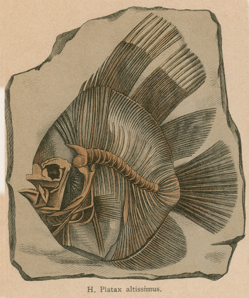 Prehistoric Fish, Platax altissimus Poster Print by Science Source - Item # VARSCIBW7039
