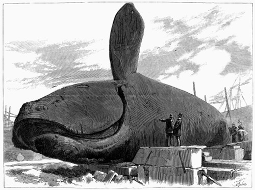 Dead Whale On Land, 1880. /Na Whale Captured In The Harbor Of Charleston, South Carolina. Wood Engraving, American, 1880. Poster Print by Granger Collection - Item # VARGRC0101856