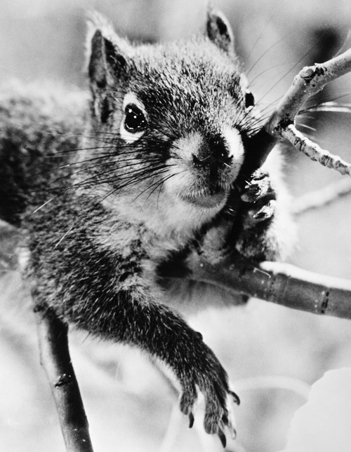 Squirrel. /Nphotographed 20Th Century. Poster Print by Granger Collection - Item # VARGRC0101822