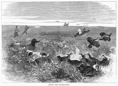 Grouse Hunting, 1871. /Namong The Prairie-Hens. Wood Engraving, American, 1871. Poster Print by Granger Collection - Item # VARGRC0096207