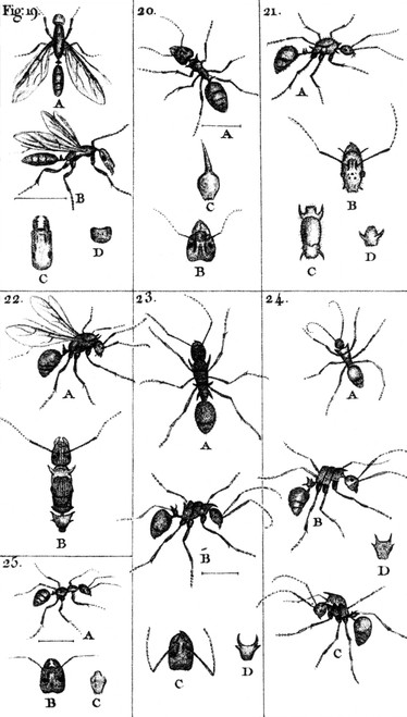 Natural History of Ants, 1802 Poster Print by Science Source