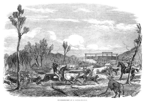 Australia: Queensland, 1863. /N'Mustering-Day At A Cattle Station' In Queensland, Australia. Wood Engraving, English, 1863. Poster Print by Granger Collection - Item # VARGRC0268567