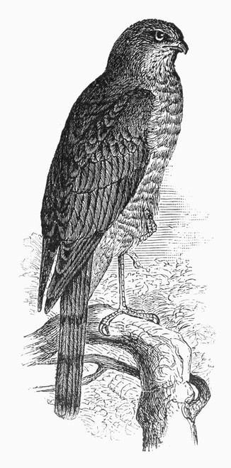 Sharp-Shinned Hawk. /Nline Engraving, 19Th Century. Poster Print by Granger Collection - Item # VARGRC0100445