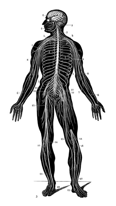 Anatomy: Nervous System. /Nthe Central Nervous System. Wood Engraving, C1900. Poster Print by Granger Collection - Item # VARGRC0067405
