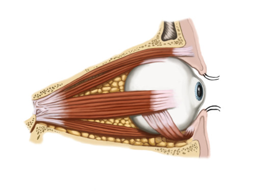 Eye Illustration Poster Print by Spencer Sutton/Science Source - Item # VARSCIBW8687
