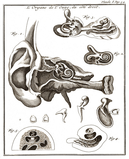 Organs of the Ear, 1744 Poster Print by Science Source - Item # VARSCIJB5448