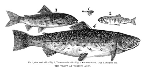 Trout, 1868. /N'The Trout At Various Ages.' Engraving, 1868. Poster Print by Granger Collection - Item # VARGRC0267433
