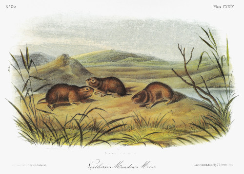 Audubon: Vole. /Neastern Heather Vole (Phenacomys Ungava). Lithograph, C1854, After A Painting By John Woodhouse Audubon For John James Audubon'S 'Viviparous Quadrupeds Of North America.' Poster Print by Granger Collection - Item # VARGRC0353189