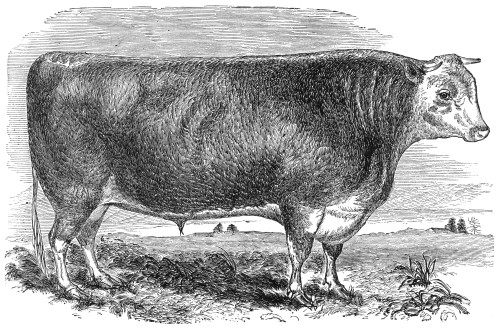 Cattle, C1880. /Nwood Engraving, American, C1880. Poster Print by Granger Collection - Item # VARGRC0079646