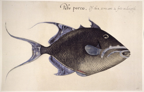 Trigger-Fish, 1585. /Nbalistes Vetula: Watercolor, C1585, By John White. Poster Print by Granger Collection - Item # VARGRC0043733