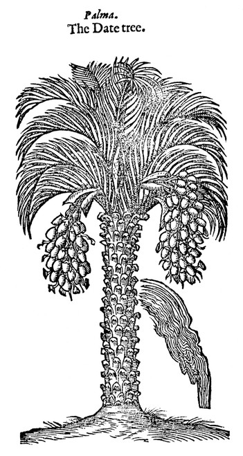 Date Palm, 1597. /N(Phoenix Dactylifera). Woodcut From John Gerard'S 'Herball', 1597. Poster Print by Granger Collection - Item # VARGRC0034758