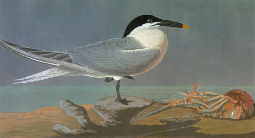 Audubon: Tern. /Nsandwich Tern (Thalasseus Sandvicensis, Or Sterna Sandvicensis). Engraving After John James Audubon For His 'Birds Of America,' 1827-38. Poster Print by Granger Collection - Item # VARGRC0350509